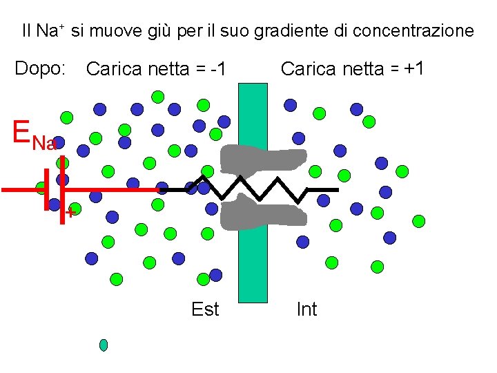 Il Na+ si muove giù per il suo gradiente di concentrazione Dopo: Carica netta Il Na+ si muove giù per il suo gradiente di concentrazione Dopo: Carica netta