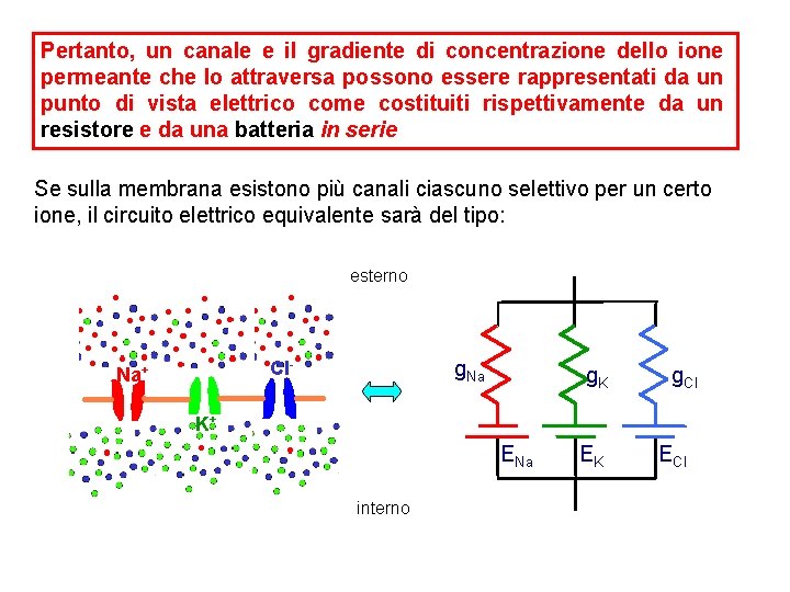 Pertanto, un canale e il gradiente di concentrazione dello ione permeante che lo attraversa Pertanto, un canale e il gradiente di concentrazione dello ione permeante che lo attraversa
