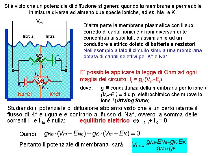 Si è visto che un potenziale di diffusione si genera quando la membrana è Si è visto che un potenziale di diffusione si genera quando la membrana è