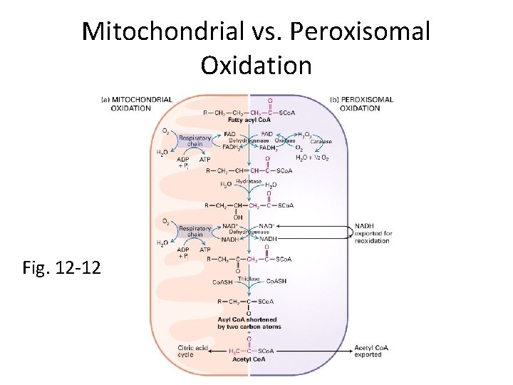 Mitochondrial vs. Peroxisomal Oxidation Fig. 12 -12 