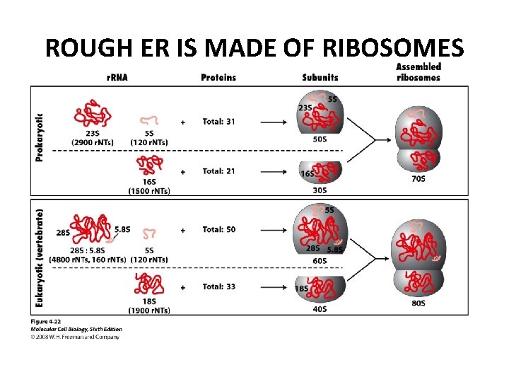 ROUGH ER IS MADE OF RIBOSOMES 