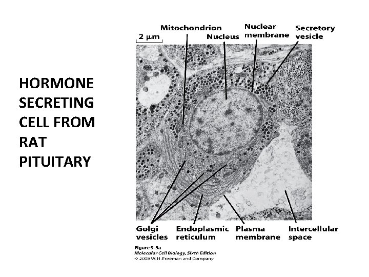 HORMONE SECRETING CELL FROM RAT PITUITARY 