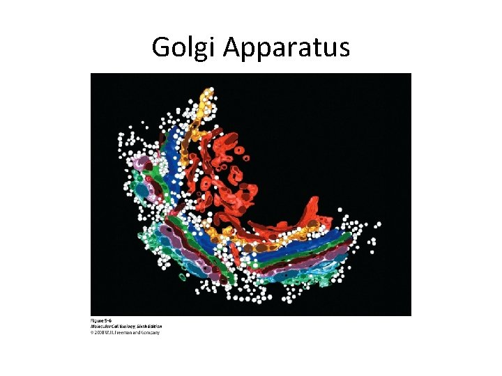 Golgi Apparatus 