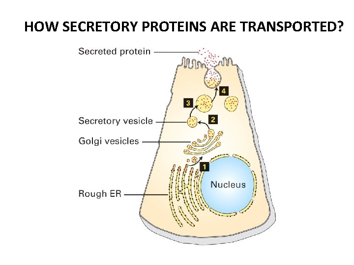 HOW SECRETORY PROTEINS ARE TRANSPORTED? 