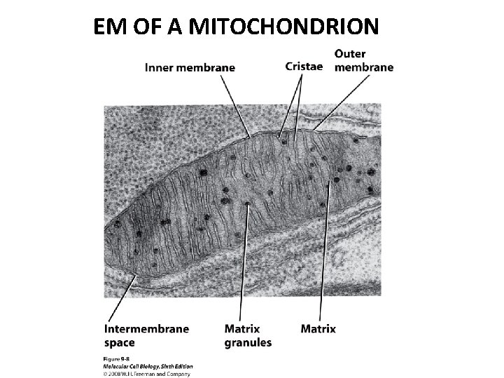 EM OF A MITOCHONDRION 