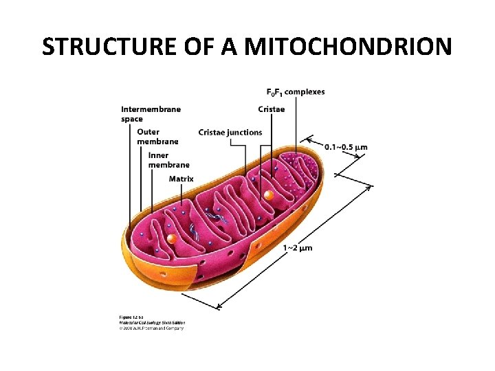 STRUCTURE OF A MITOCHONDRION 