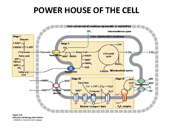 POWER HOUSE OF THE CELL 