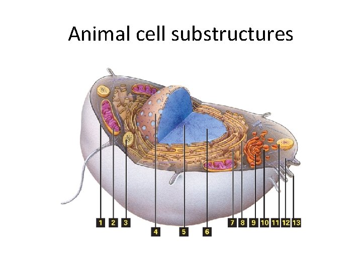 Animal cell substructures 