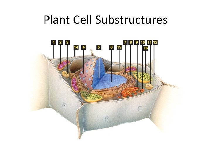 Plant Cell Substructures 