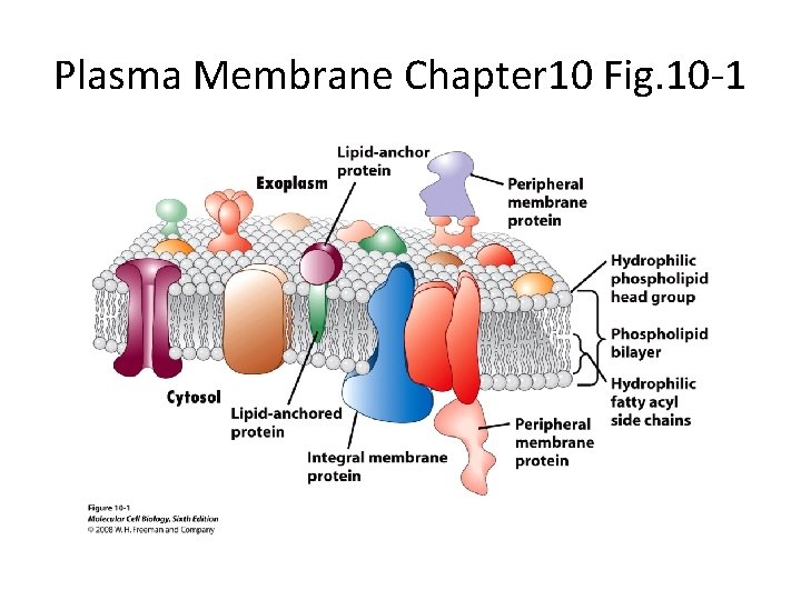 Plasma Membrane Chapter 10 Fig. 10 -1 