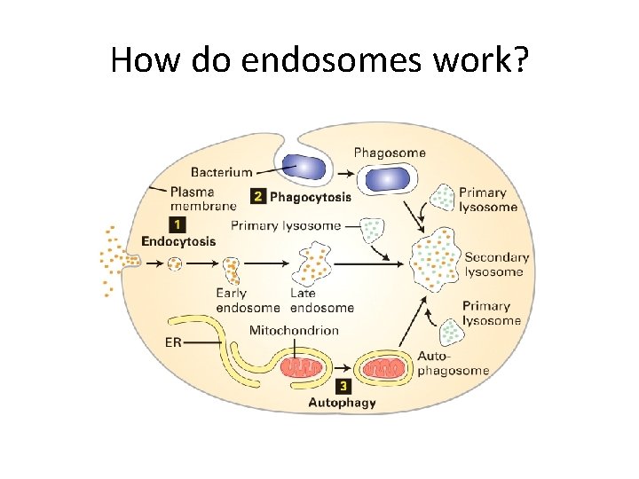 How do endosomes work? 