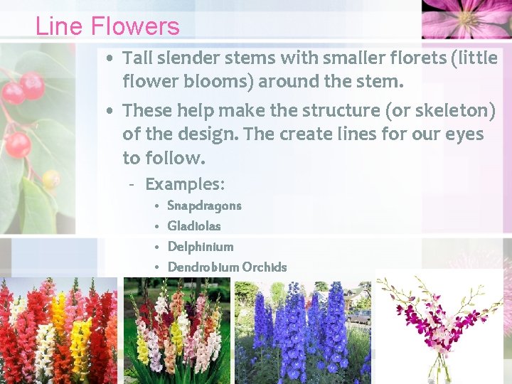 Line Flowers • Tall slender stems with smaller florets (little flower blooms) around the