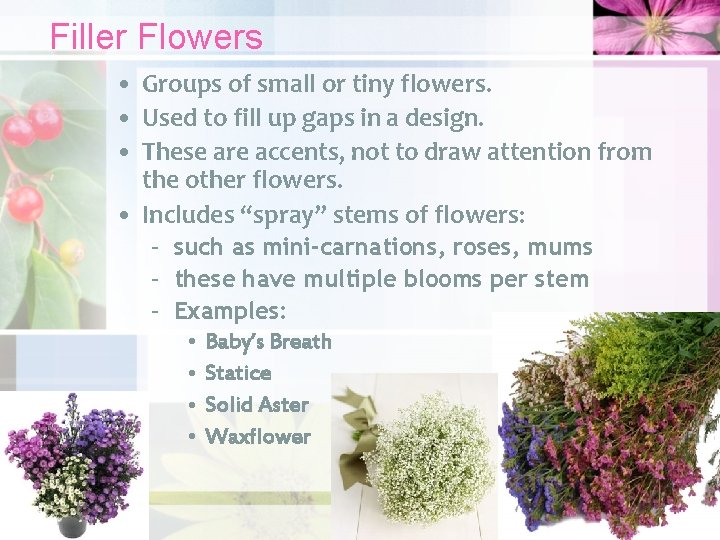 Filler Flowers • Groups of small or tiny flowers. • Used to fill up