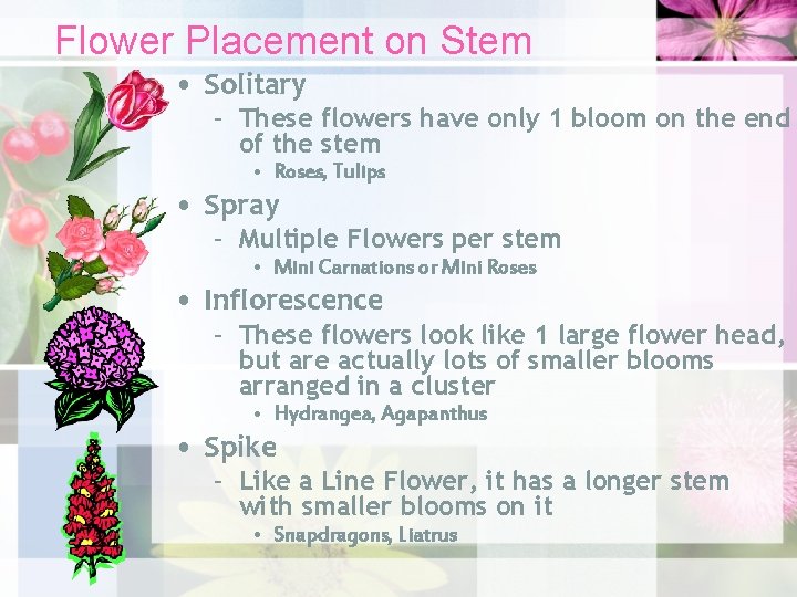 Flower Placement on Stem • Solitary – These flowers have only 1 bloom on