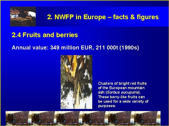 2. NWFP in Europe – facts & figures 2. 4 Fruits and berries Annual