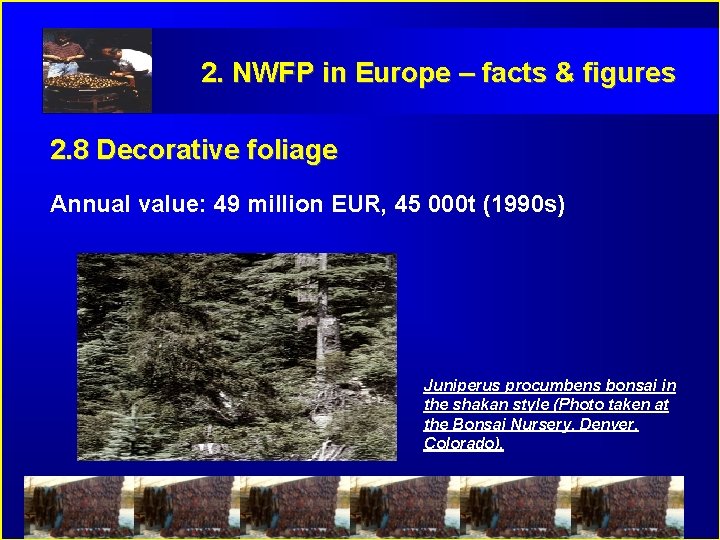 2. NWFP in Europe – facts & figures 2. 8 Decorative foliage Annual value: