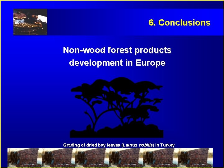 6. Conclusions Non-wood forest products development in Europe Grading of dried bay leaves (Laurus