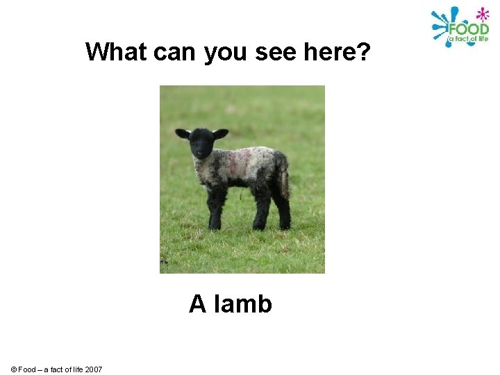What can you see here? A lamb © Food – a fact of life