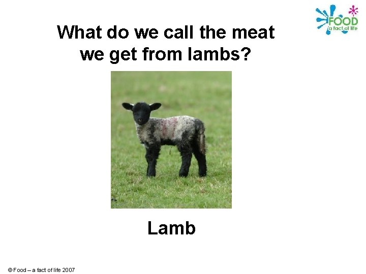 What do we call the meat we get from lambs? Lamb © Food –