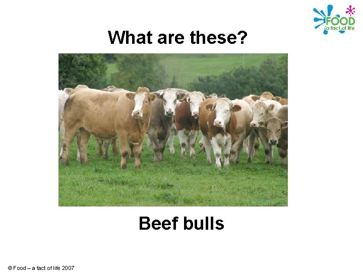 What are these? Beef bulls © Food – a fact of life 2007 