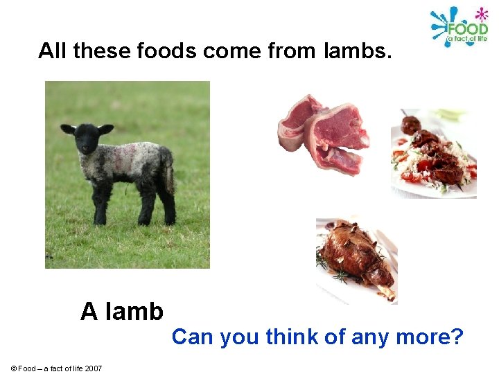 All these foods come from lambs. A lamb © Food – a fact of
