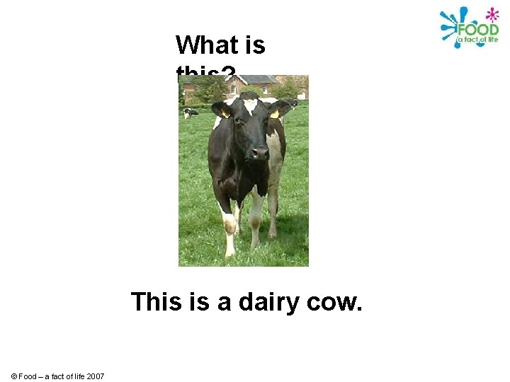 What is this? This is a dairy cow. © Food – a fact of