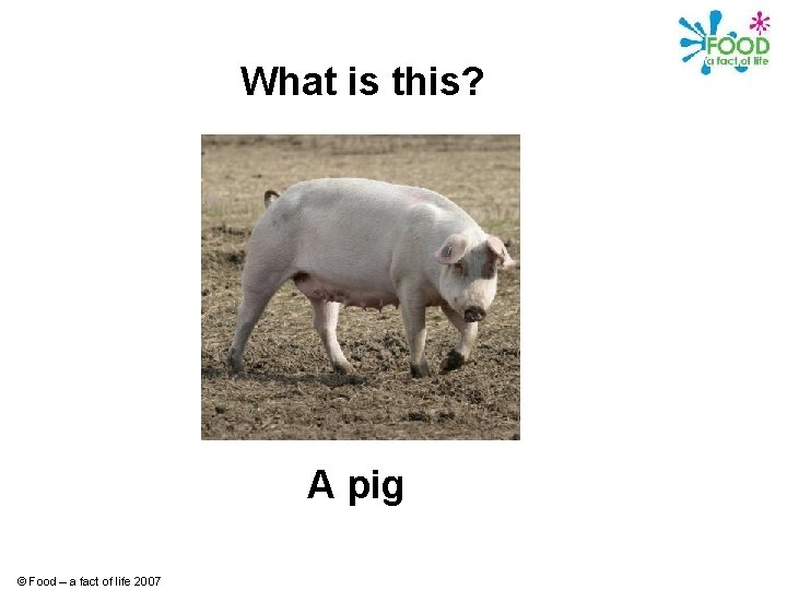 What is this? A pig © Food – a fact of life 2007 