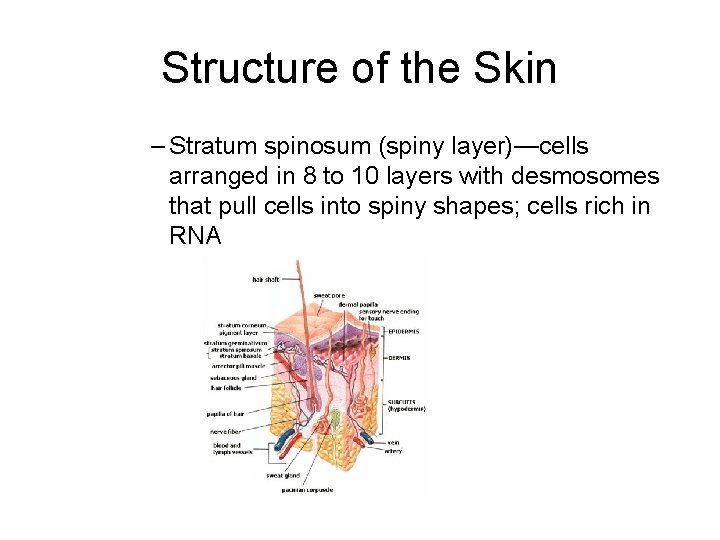Structure of the Skin – Stratum spinosum (spiny layer)—cells arranged in 8 to 10