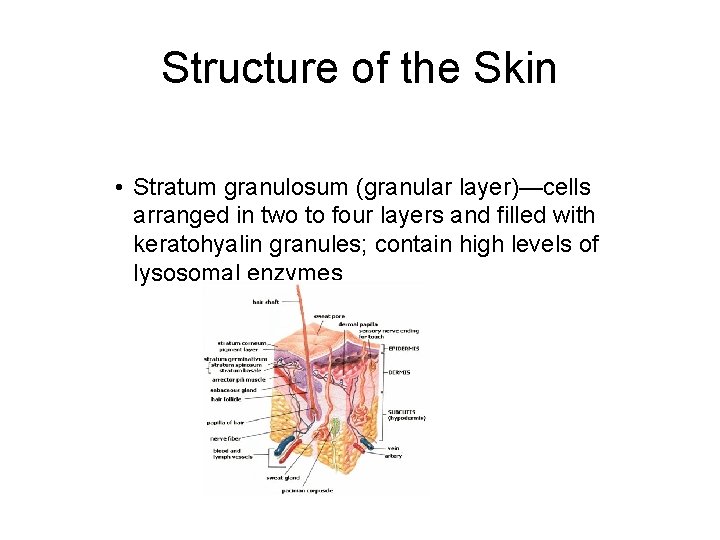 Structure of the Skin • Stratum granulosum (granular layer)—cells arranged in two to four