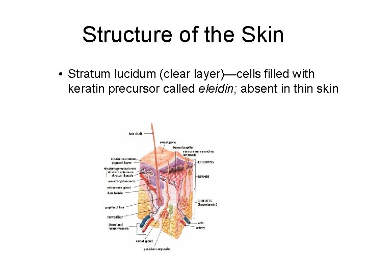 Structure of the Skin • Stratum lucidum (clear layer)—cells filled with keratin precursor called