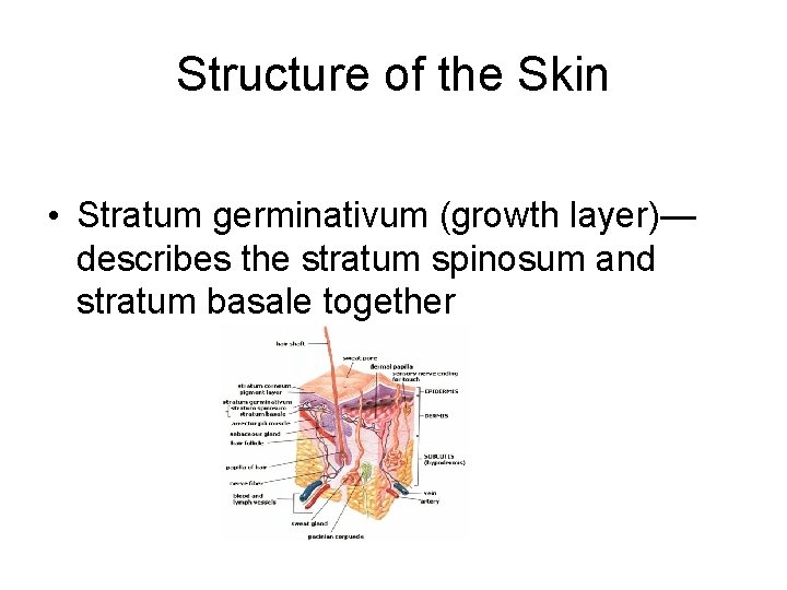 Structure of the Skin • Stratum germinativum (growth layer)— describes the stratum spinosum and