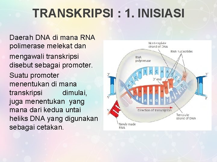 TRANSKRIPSI : 1. INISIASI Daerah DNA di mana RNA polimerase melekat dan mengawali transkripsi
