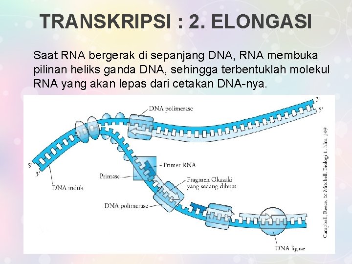 TRANSKRIPSI : 2. ELONGASI Saat RNA bergerak di sepanjang DNA, RNA membuka pilinan heliks