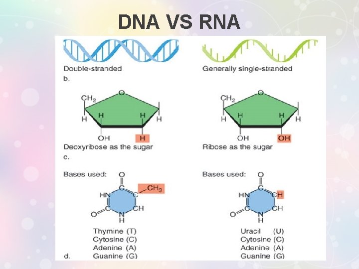 DNA VS RNA 