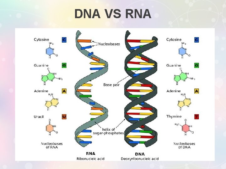 DNA VS RNA 