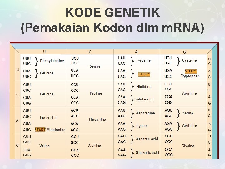 KODE GENETIK (Pemakaian Kodon dlm m. RNA) 