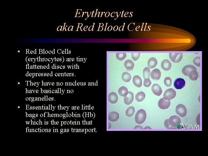 Erythrocytes aka Red Blood Cells • Red Blood Cells (erythrocytes) are tiny flattened discs