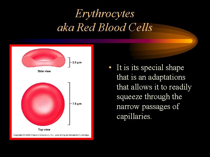 Erythrocytes aka Red Blood Cells • It is its special shape that is an