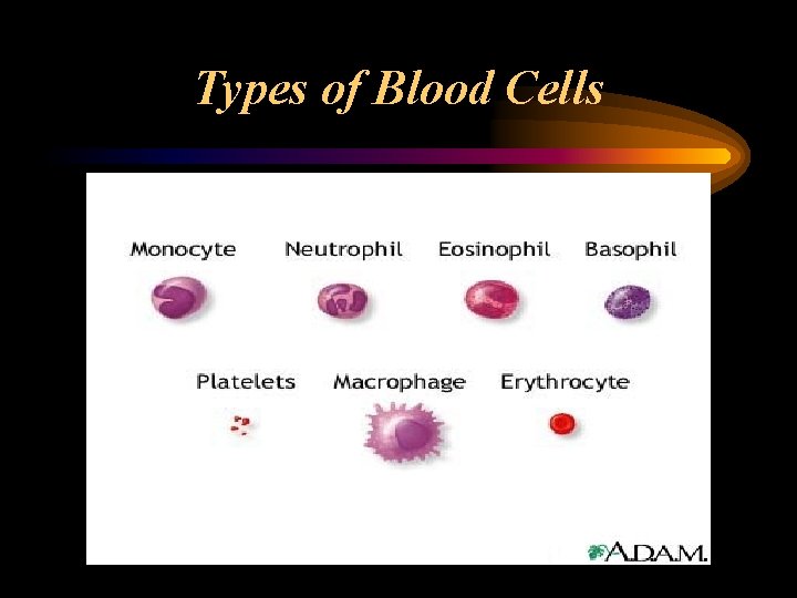 Types of Blood Cells 