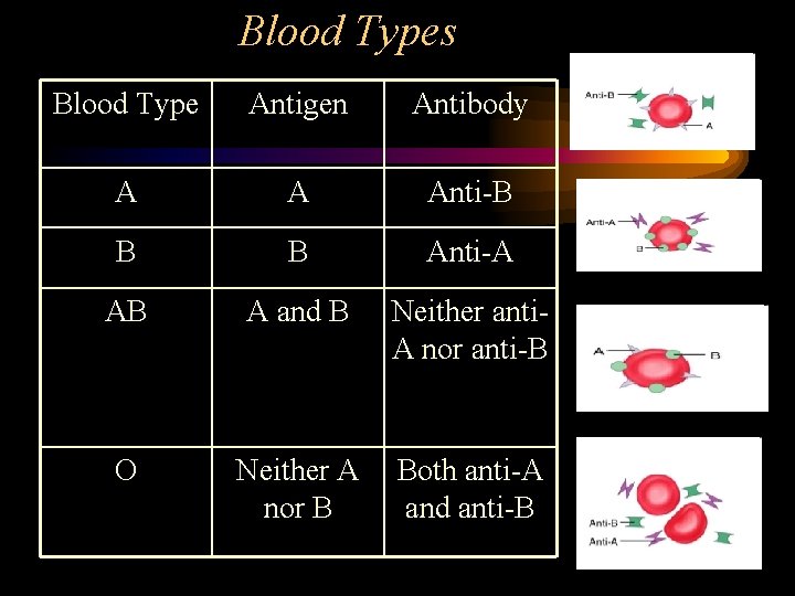 Blood Types Blood Type Antigen Antibody A A Anti-B B B Anti-A AB A