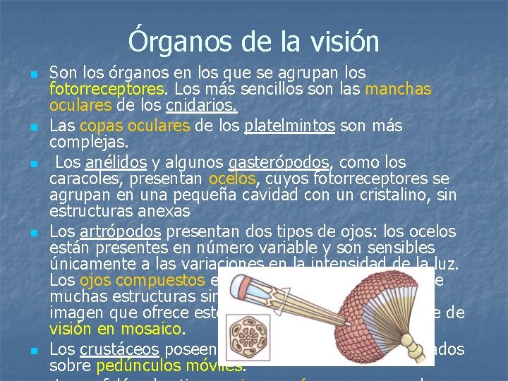 Órganos de la visión n n Son los órganos en los que se agrupan