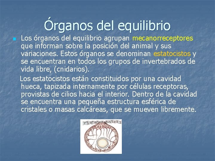 Órganos del equilibrio n Los órganos del equilibrio agrupan mecanorreceptores que informan sobre la