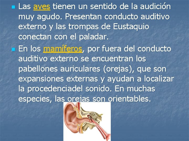 n n Las aves tienen un sentido de la audición muy agudo. Presentan conducto n n Las aves tienen un sentido de la audición muy agudo. Presentan conducto
