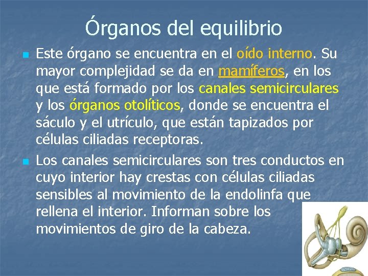 Órganos del equilibrio n n Este órgano se encuentra en el oído interno. Su