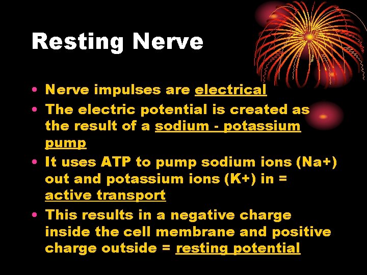 Resting Nerve • Nerve impulses are electrical • The electric potential is created as Resting Nerve • Nerve impulses are electrical • The electric potential is created as