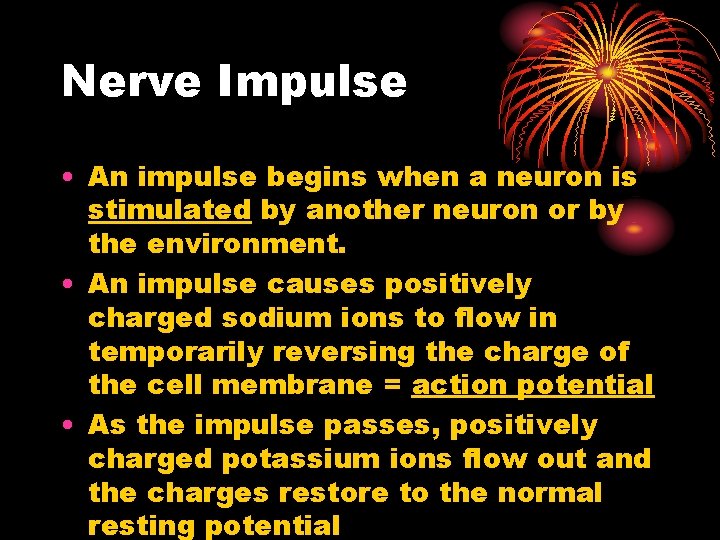 Nerve Impulse • An impulse begins when a neuron is stimulated by another neuron Nerve Impulse • An impulse begins when a neuron is stimulated by another neuron