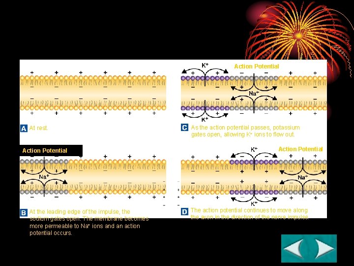 Figure 35 -7 An Impulse Section 35 -2 Action Potential At rest. Action Potential Figure 35 -7 An Impulse Section 35 -2 Action Potential At rest. Action Potential