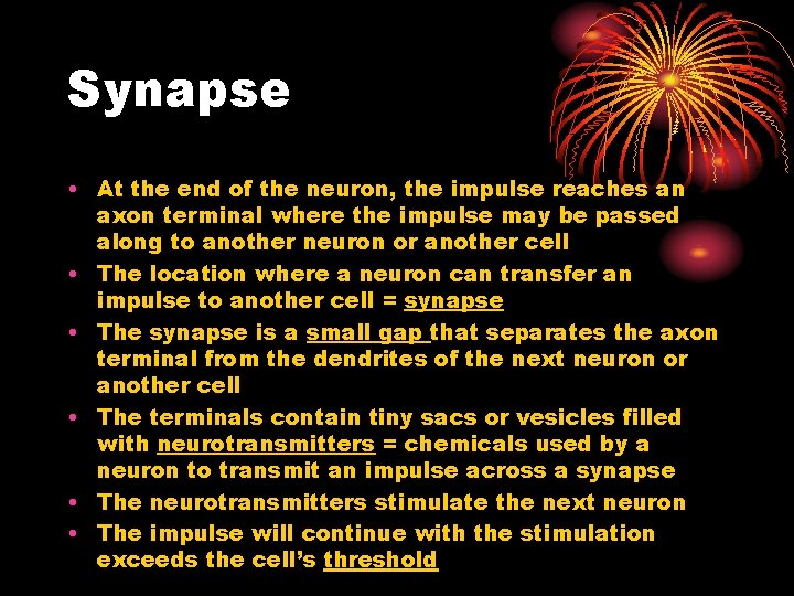 Synapse • At the end of the neuron, the impulse reaches an axon terminal Synapse • At the end of the neuron, the impulse reaches an axon terminal