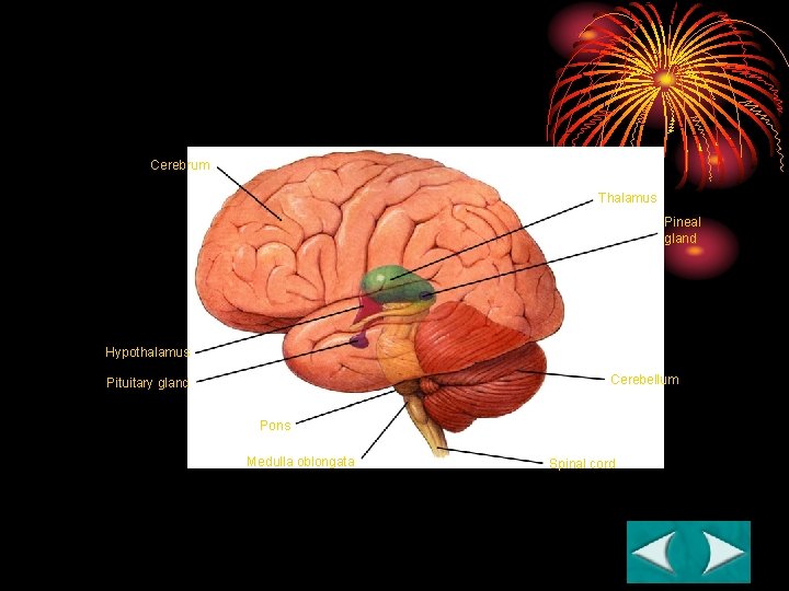 Figure 35 -9 The Brain Section 35 -3 Cerebrum Thalamus Pineal gland Hypothalamus Cerebellum Figure 35 -9 The Brain Section 35 -3 Cerebrum Thalamus Pineal gland Hypothalamus Cerebellum