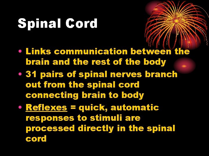 Spinal Cord • Links communication between the brain and the rest of the body Spinal Cord • Links communication between the brain and the rest of the body